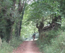 Peaceful galician trails